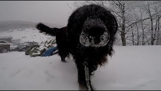 GRIZZLY in the SNOW!! -9 °C HAPPIEST DOG in the world