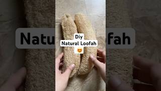 Natural Loofah 😍| #darazshoppinghaul #darazproducts #loofah #natural #skincare #skincaretips #diy