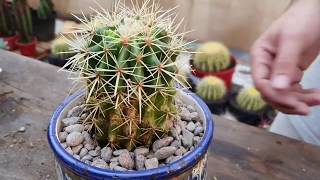 SALVAR CACTUS DE COCHINILLA, PULGÓN Y OTRAS PLAGAS