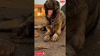 Most Strongest dogs in the world viral shorts #shots