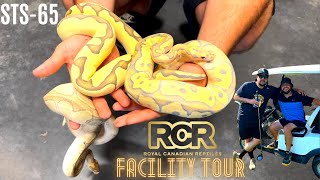 Never Before Seen Royal Canadian Reptiles Facility Tour | Ball Pythons Of Canada | STS-65