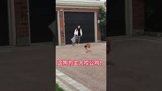 Dog guarding his owner