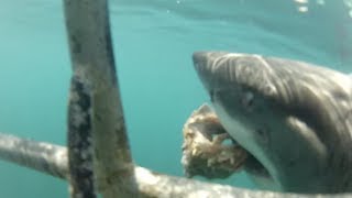 GETTING HIT WHILE SHARK DIVING IN SOUTH AFRICA!