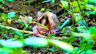 Best mommy trying to give full of love for tiny baby so cute