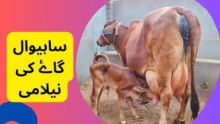 ساہیوال گاۓ کی نیلامی!! بہادرنگر فارم اوکاڑہ