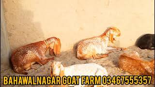 Goat Farming In Pakistan