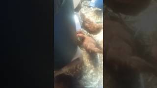 My Chickens Using Homemade Feeder from A Trash Can for the First Time