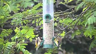 Goldfinch Feeding