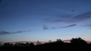 Bats on Bug Patrol Before Dawn: with Morning Chorus Birdsong Sounds