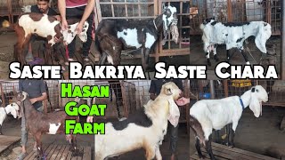 Saste Bakriya Sasta Chara at Hasan Goat Farm| Charminar Murgi Chowk Hyderabad