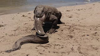 the eel that comes out the komodo dragon's mouth