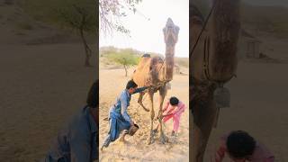 #camel #movement #animals #funny #travelvlog #travelvideo #villagevlog #entertainment