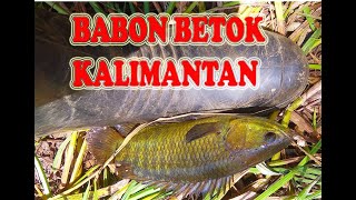 Mancing betok/papuyu babon