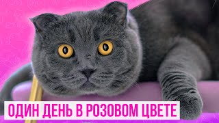 ОДИН ДЕНЬ В РОЗОВОМ ЦВЕТЕ ГЛАЗАМИ КОШКИ