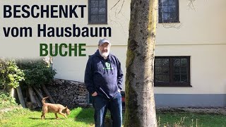 Beschenkt vom Hausbaum Buche