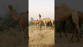 After the camel is cold #shorts  #shortvideo  #youtubeshorts