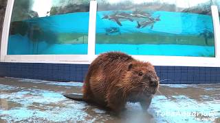 鳥羽水族館　アメリカビーバーのお散歩