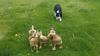 Impressive Border Collie Herds Ducks || ViralHog