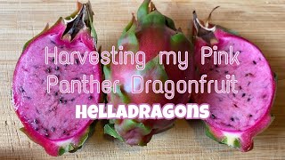 Harvesting my Pink Panther Dragonfruit