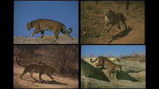 134073 Cheetahs, Leopards and Jaguars SSTV PD120