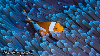 Most Beautiful Fish |Free to use #clownfish