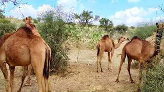 Feasting Family: Camels and Babies Enjoying Greenery