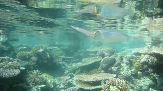 Reef Squid Mirror Low Tide Best Snorkeling Great Barrier Reef.AVI