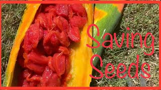 Saving SEEDS for future - SNAKEGOURD Seeds