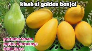 PERJUANGAN BERAT MELON GOLDEN YURIKA UNTUK BISA SAMPAI PANEN