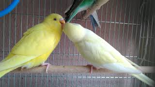 OYUNCU LUTİNO VE CREMIO MUHABBET KUŞLARI! - playful lovebirds