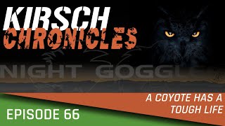 A Coyote Has A Tough Life: KC Ep.66