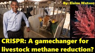 CRISPR: A gamechanger for livestock methane reduction? By Elaine Watson