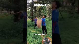 Harvesting Durian fruit