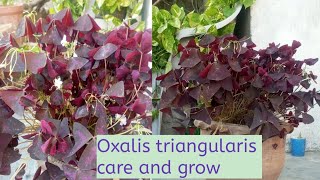 Oxalis triangularis#purple clover#How to grow and care Oxalis triangularis plant