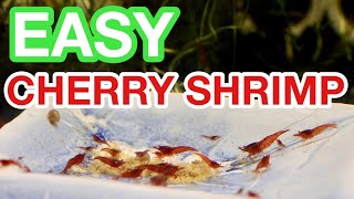 RED CHERRY SHRIMP CARE (EASY)