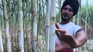 18231 गन्ना क़िस्म | कम लागत की अच्छी वैरायटी | cos18231 sugarcane variety