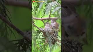 Practicing For the Fly 😘 Hummingbird #shorts #birds #hummingbird