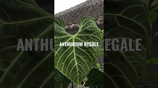 ANTHURIUM REGALE | Plant Identification | #anthuriumregale #anthurium