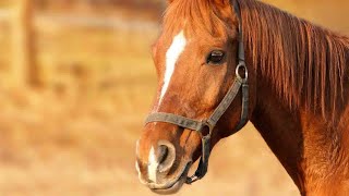 Die Basis der Pferdeerziehung, mit Andrea Kauke, Natural Horsemanship