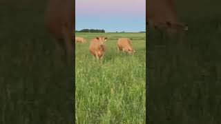 Bieber Federalist Son out enjoying grass with his group of buckskins #shorts #farming #agriculture