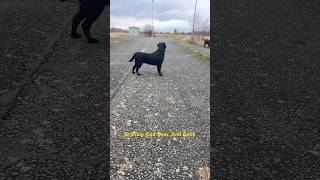 Bella And Bear. Black And Chocolate Labradors.