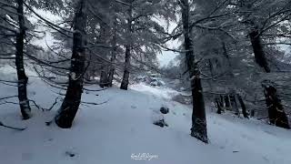 Fairytale shots of snow covering cedar branches in Lebanon | أرز وثلج #fpvdrone #snow #lebanon