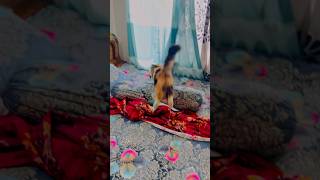 Cat entertaining in bed | #pets #cat #trending #cuteanimal