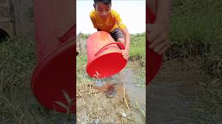 Arowana fish #fishing #amazingfisher #amazingfish #video #satisfying #fishingtechniques #satisfying