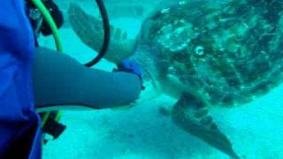 Sea Turtle encounter