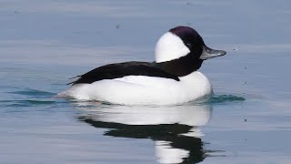 Quattrocchi minore - Bufflehead (Bucephala albeola)