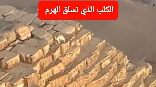 رحلة يومين على القمة.. كلب بلدي يتسلق هرم خفرع #كلب