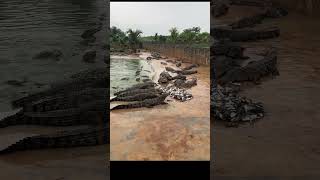 Working every day ! You need this job , Feeding to crocodile at farm #crocodile #short EP19