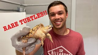 New RARE Turtle/Tortoise Collection!