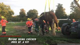 Firefighters rescue shire horse rescue from hole in Hildersham, South Cambs